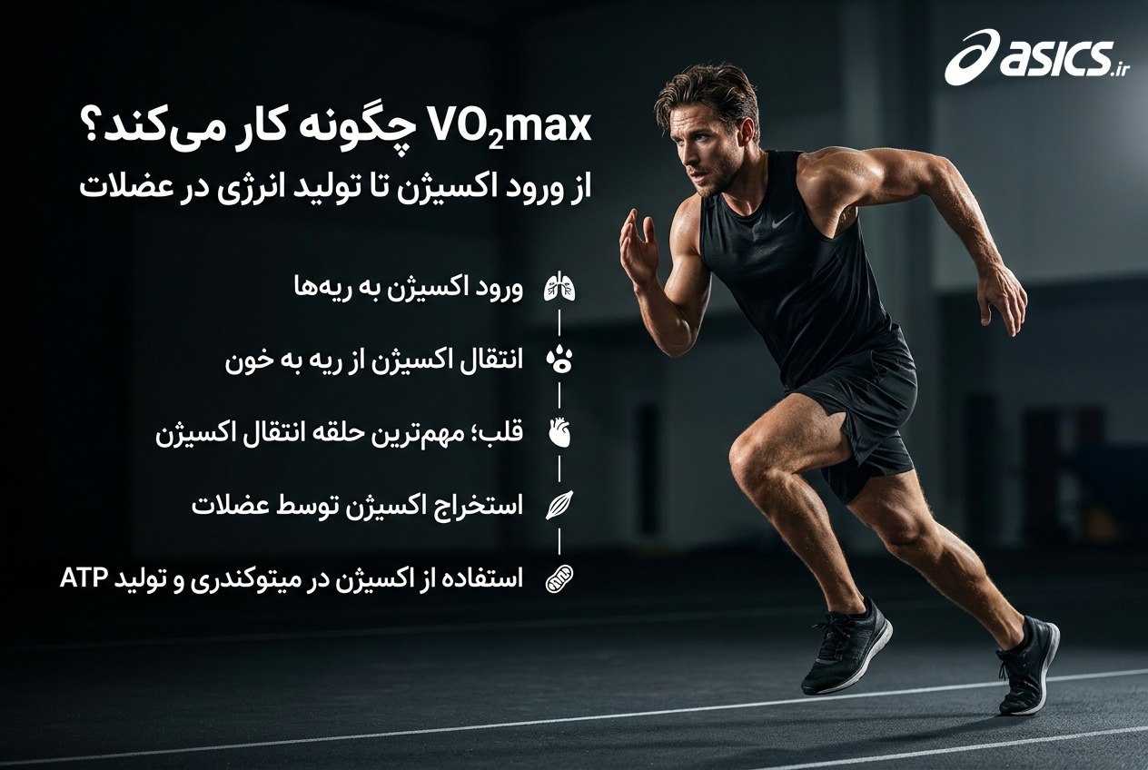 VO₂max چگونه کار می‌کند؟ از ورود اکسیژن تا تولید انرژی در عضلات